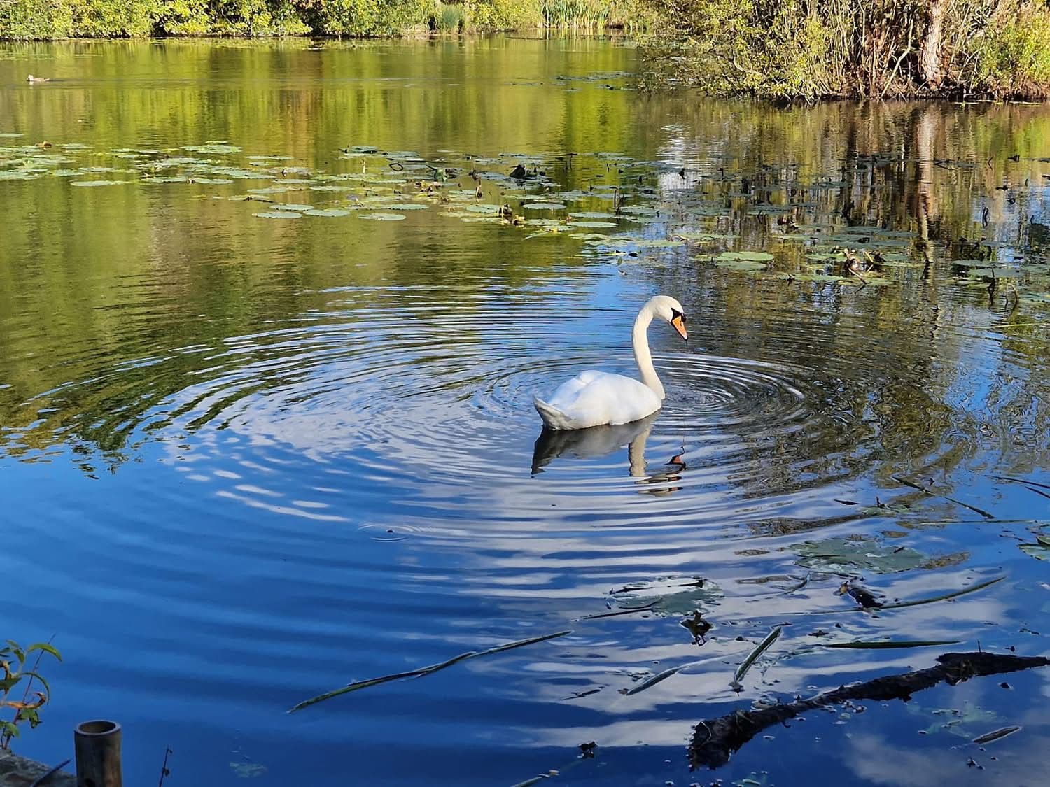Rixton Clay Pits photo 11