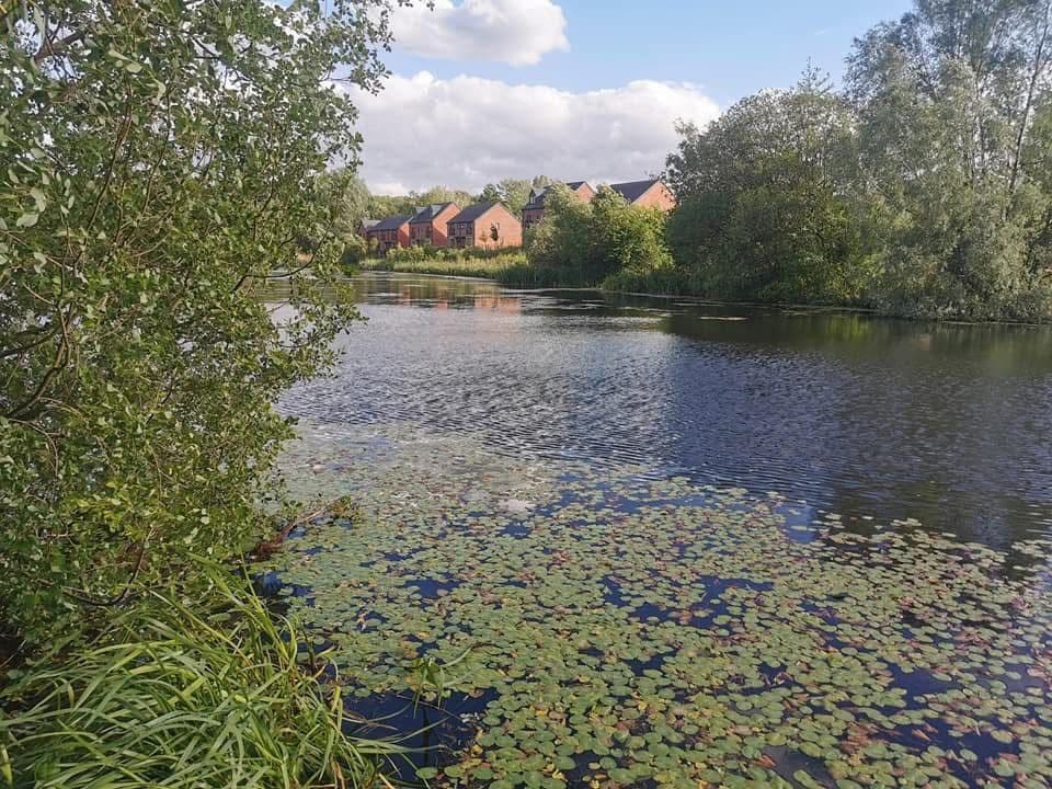 Phoenix Park Lake, Runcorn photo 6