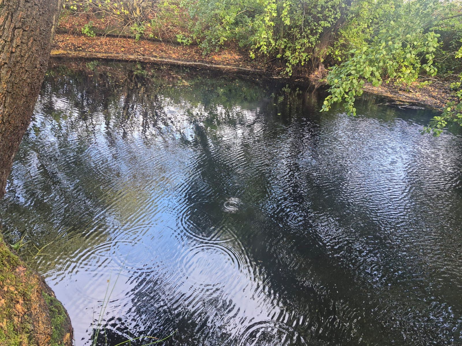 High Legh Fisheries photo 11