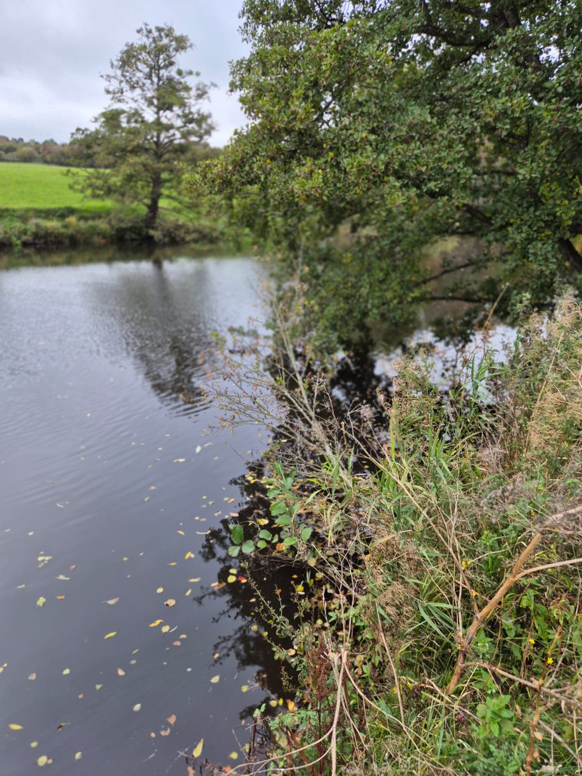 River Derwent – Darley Abbey photo 31
