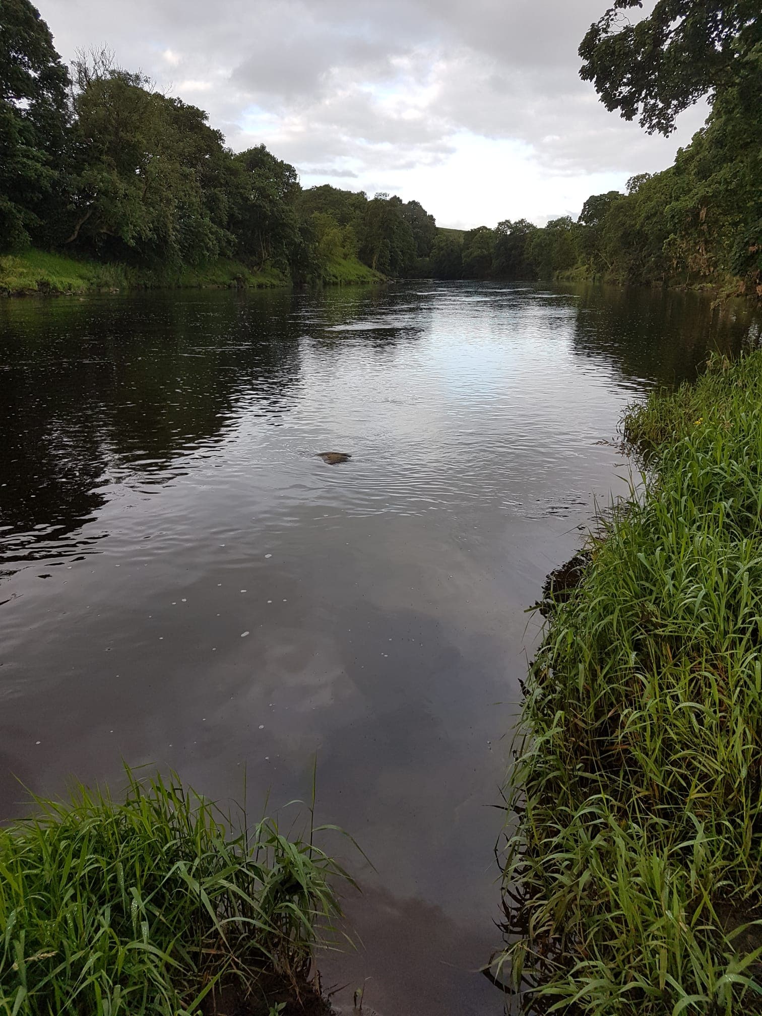River Ribble – Hurst Green photo 8