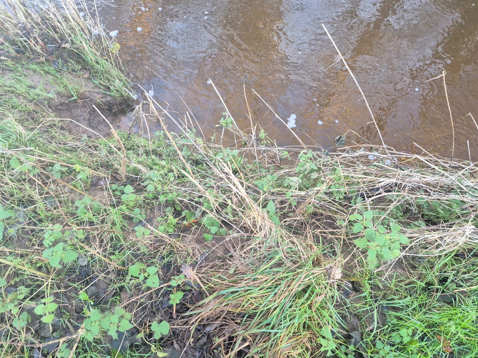 River Dane – Holmes Chapel photo 2