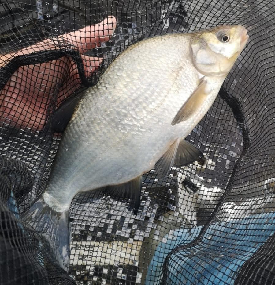 'Dynamic Duo' in successful Bridgewater Canal fishing session